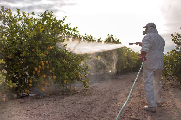Best Insect Control  in College, AK