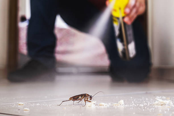 Best Mosquito Control Services  in College, AK